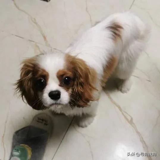 天津市河西区2000寻找查理王小猎犬