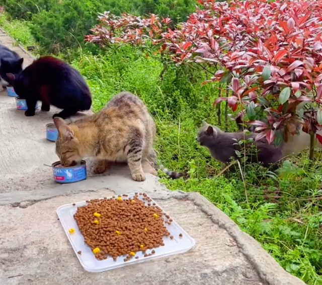 为什么说流浪的宠物猫命运更悲惨？看看这只蓝猫你就知道了