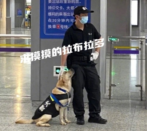 地铁里的警犬有多可爱狗子：我不想上班