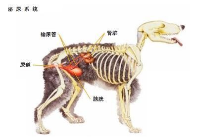 养狗切忌要防这5种病！不听劝的人都后悔了！