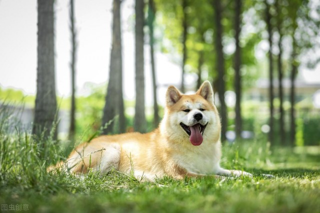 小八到底是柴犬还是秋田犬它俩要如何区分小细节看差异