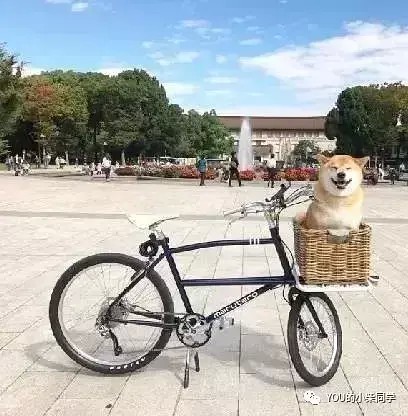 柴犬好养吗怎么喂养