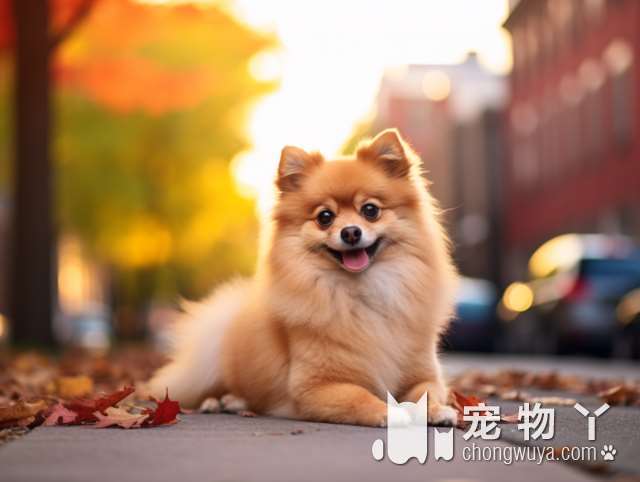 柴犬和狗狗区别？