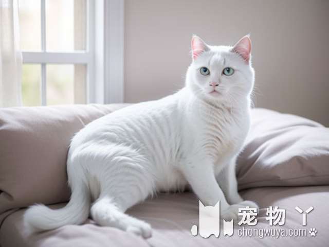 宠物猫巴厘猫的形态特征怎样？