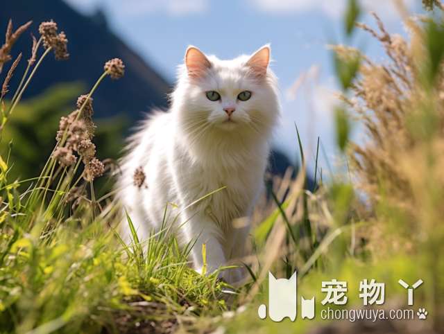 贵阳左右宠物连锁：员工对猫咪做暴力举动？